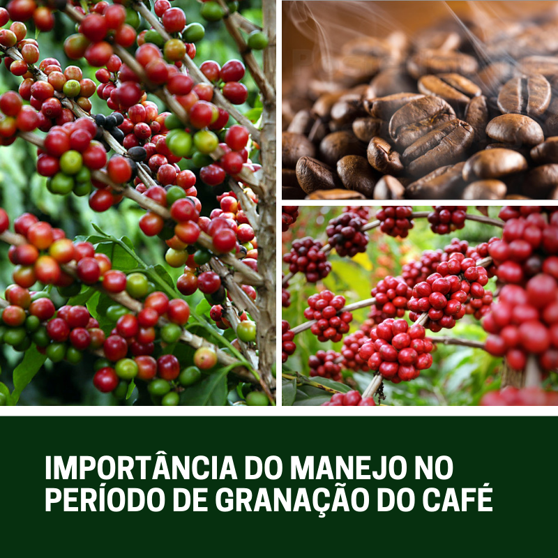 Importância do manejo no período de granação do café